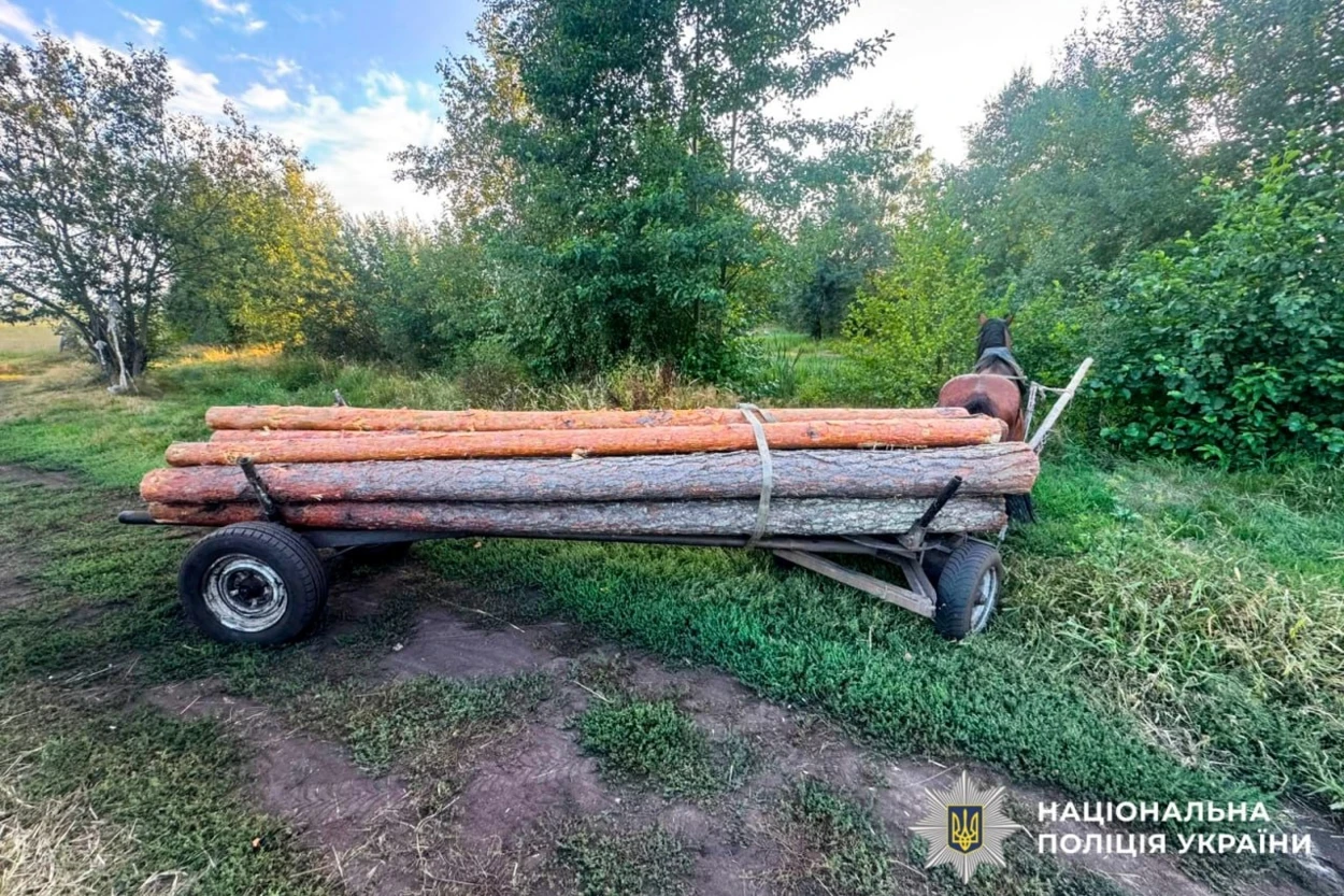 На Рокитнівщині чоловік зрубав сосни у заповідній зоні