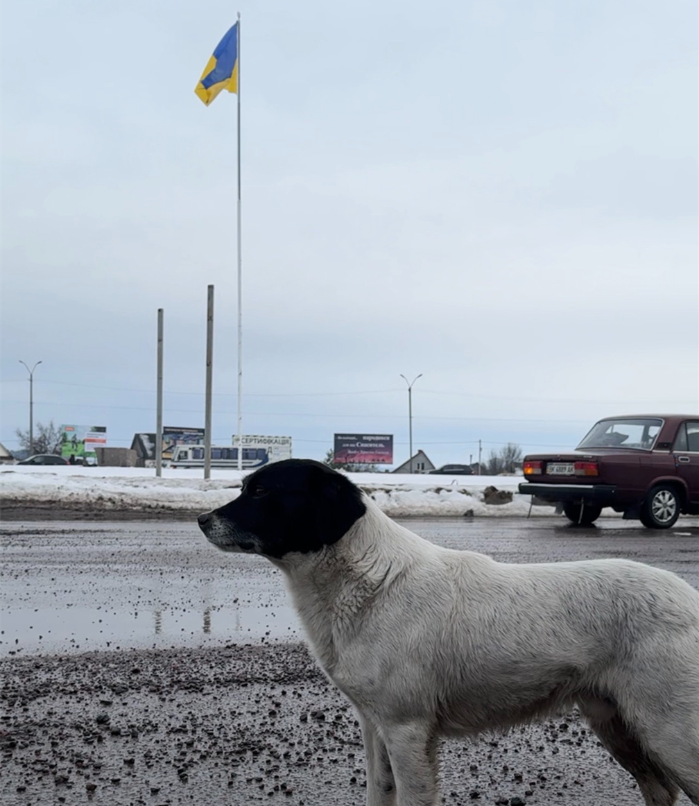 Пес Калапуша на посту патрульної поліції в Сарнах.