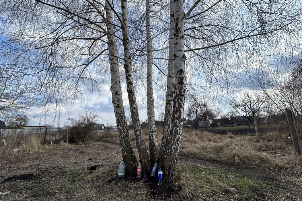Берези біля будинку Марка.