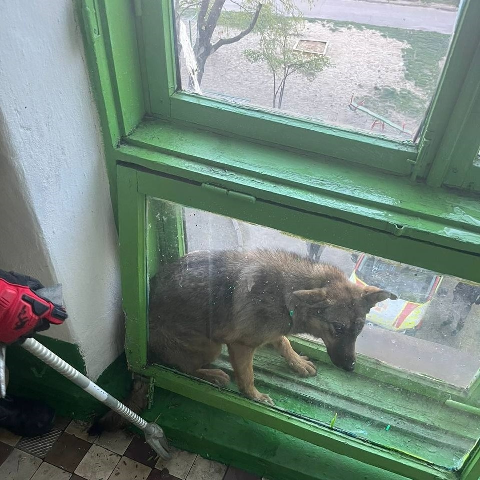 пес порятунок дснс сарни
