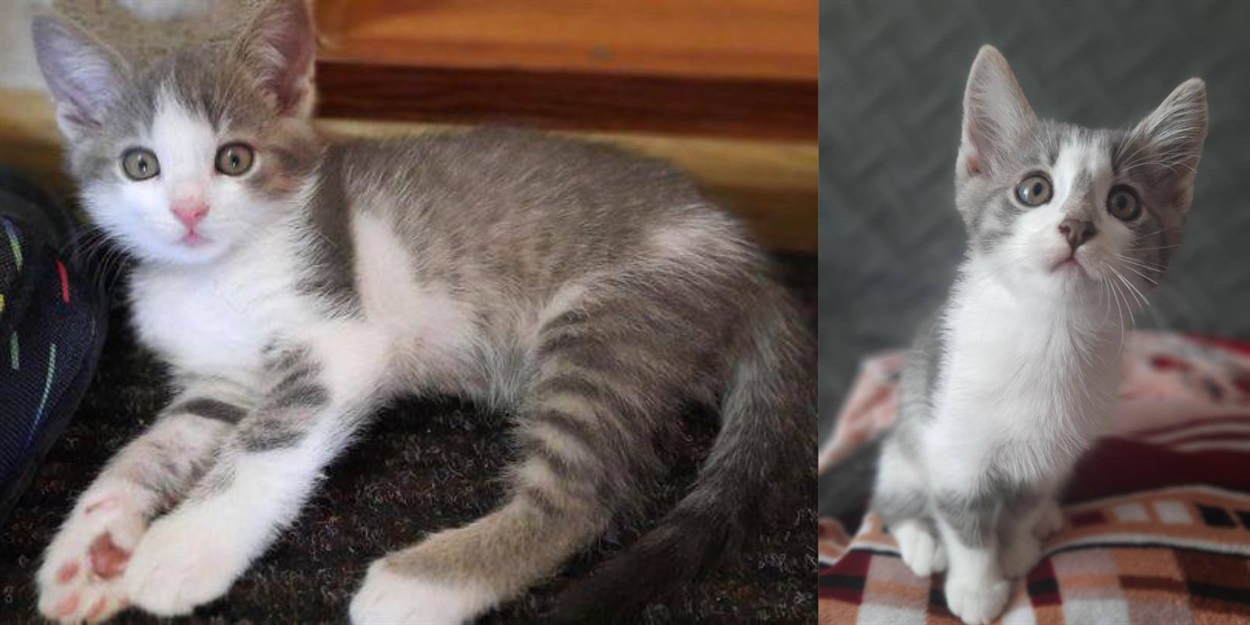 безпритульні коти сарни
