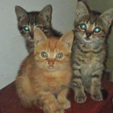 коти сарни