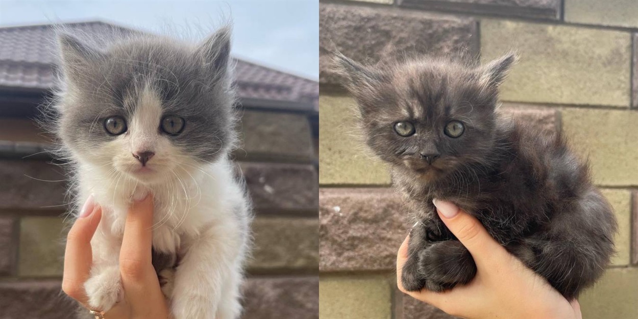 коти сарни