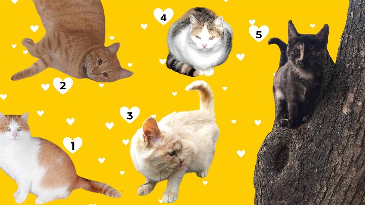 котики собаки сарни бумеранг добра 