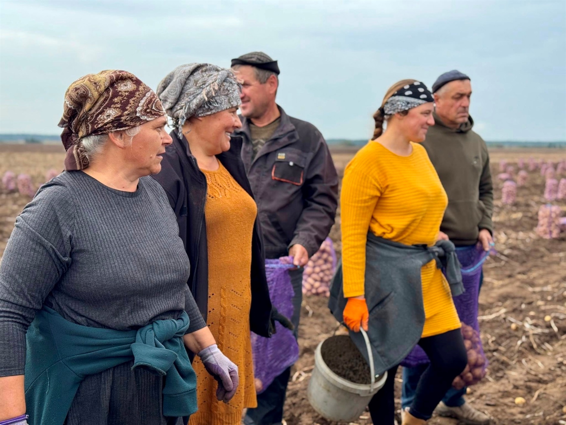З 7 до 97 гектарів: як підприємство із Сарненщини вирощує третину картоплі області