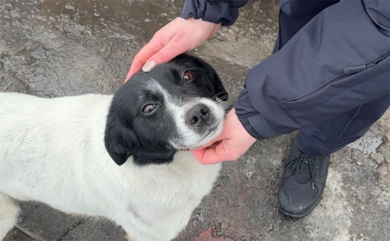 Пес Калапуша.