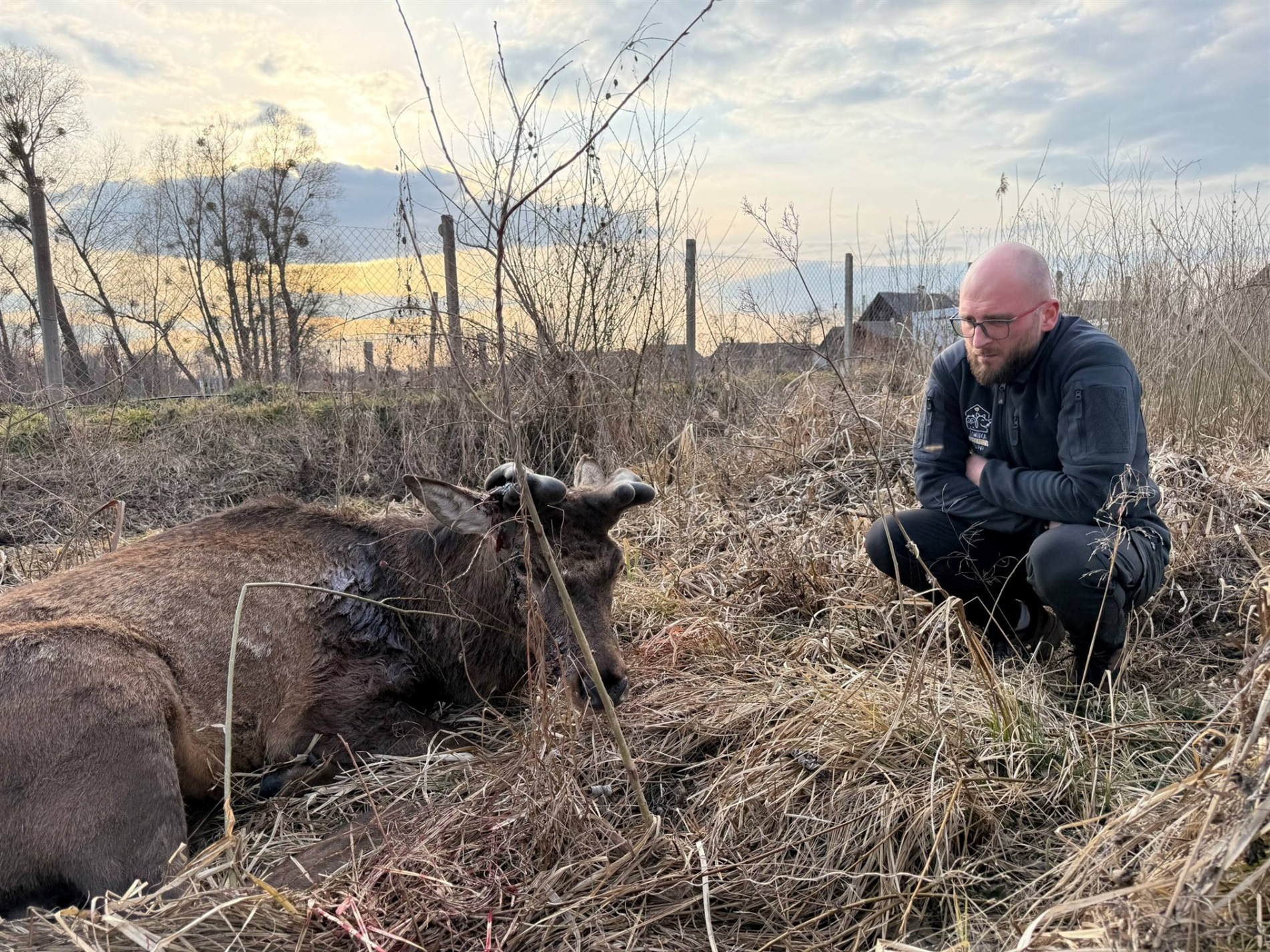Наїхала та втекла: в якому стані відомий олень Борис після ДТП
