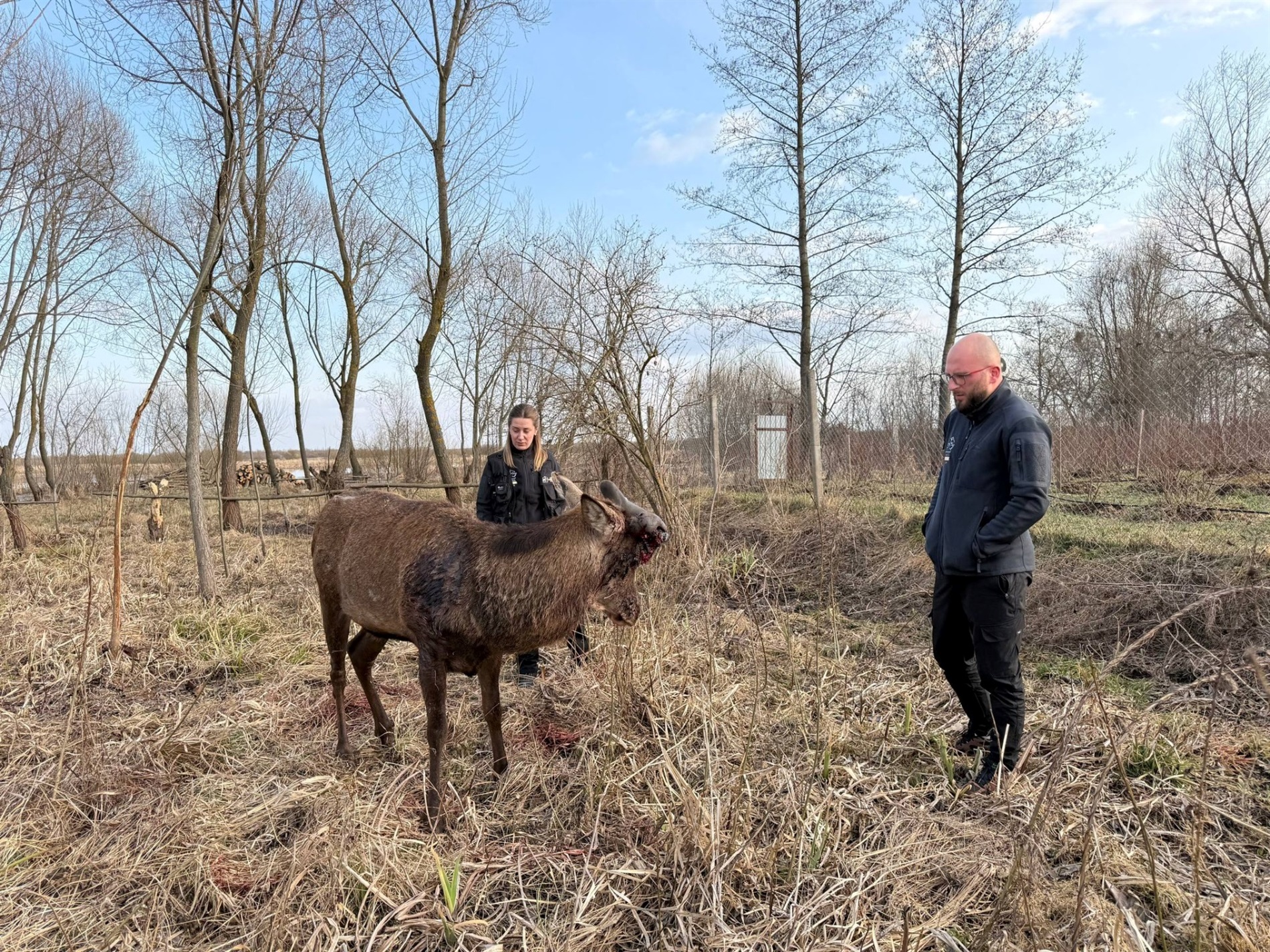Наїхала та втекла: в якому стані відомий олень Борис після ДТП