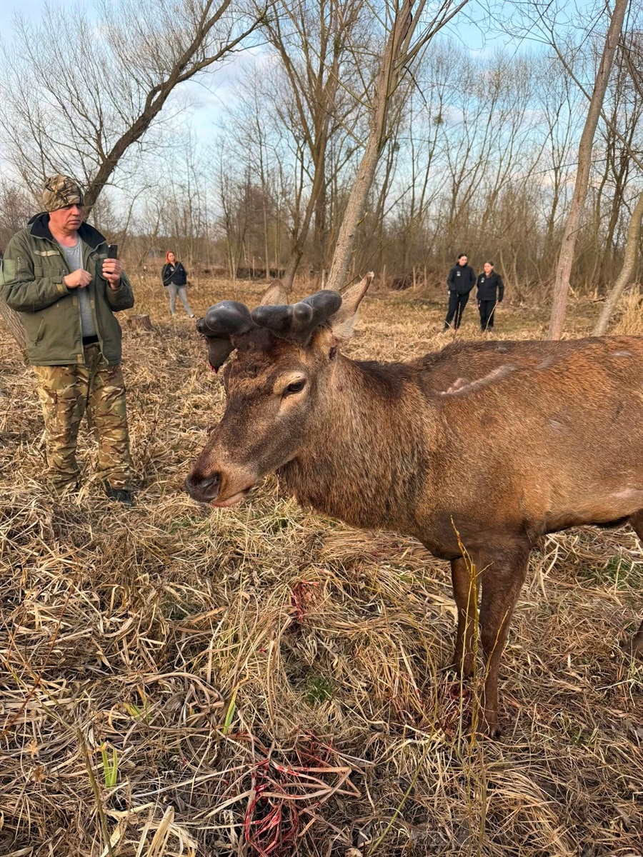 Наїхала та втекла: в якому стані відомий олень Борис після ДТП