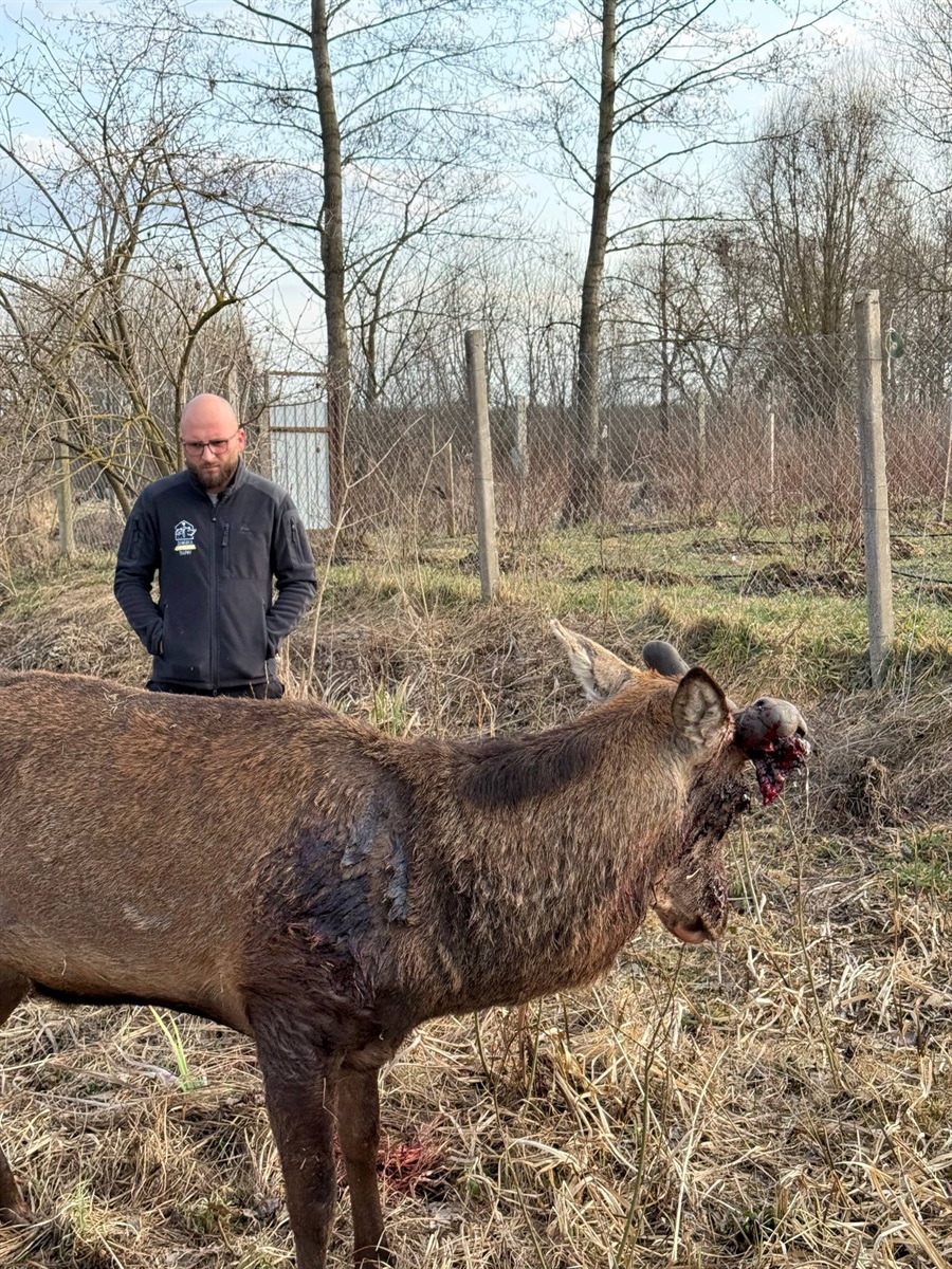 Наїхала та втекла: в якому стані відомий олень Борис після ДТП