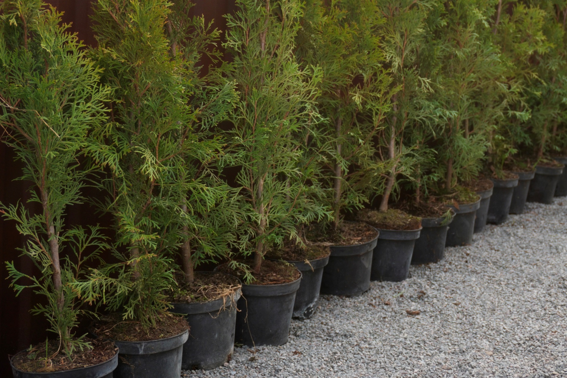 Все для рослин, саду й городу: в Сарнах відкрили новий агромагазин «Розквіт»