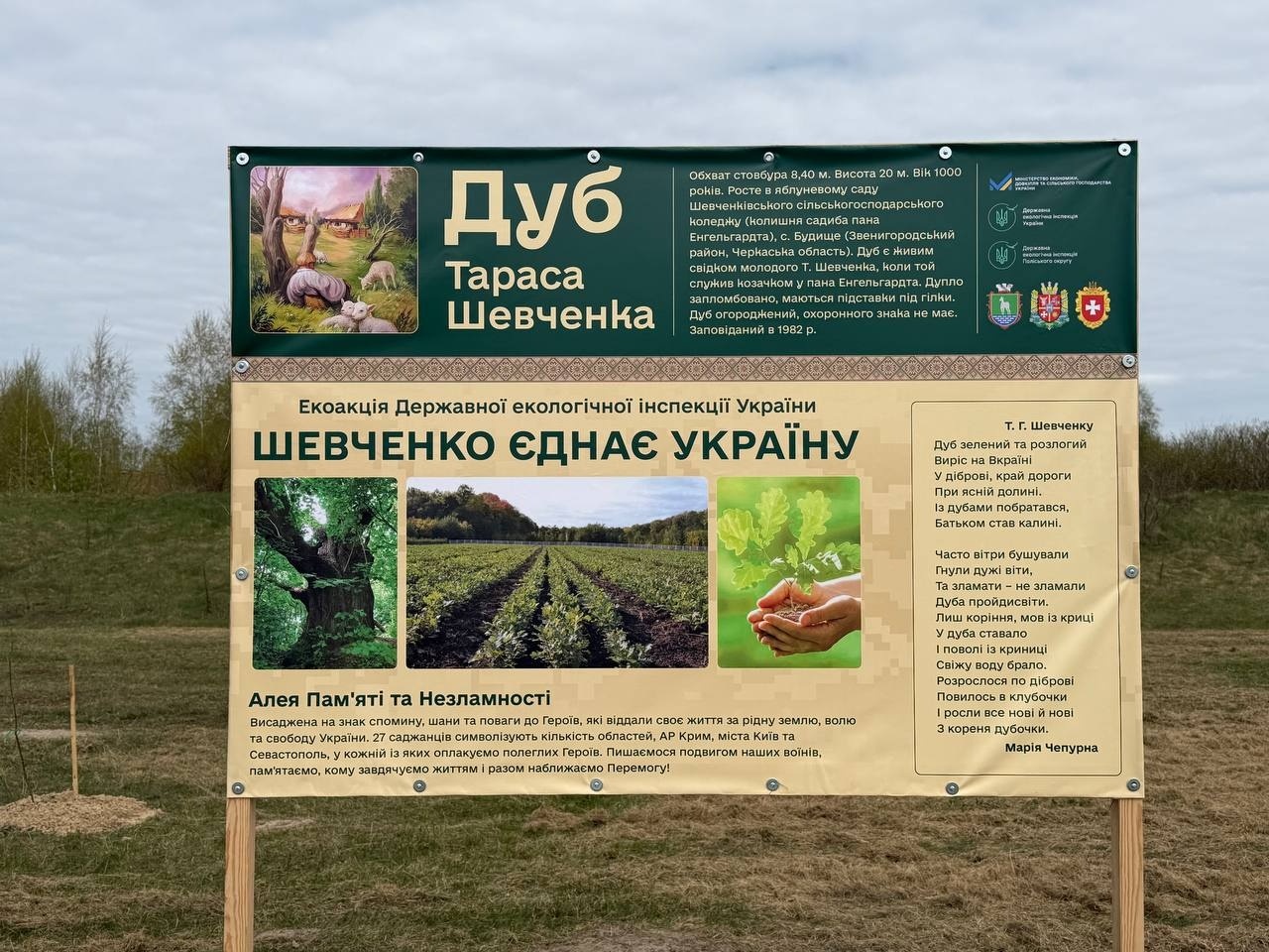 27 «Шевченкових» дубів: у Сарнах створили Алею пам’яті та незламності