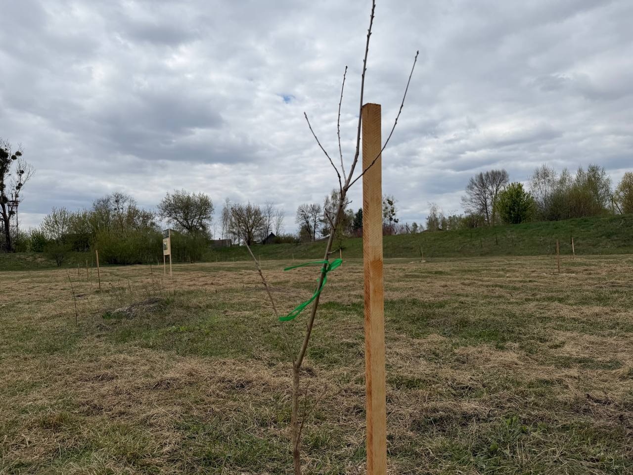 27 «Шевченкових» дубів: у Сарнах створили Алею пам’яті та незламності